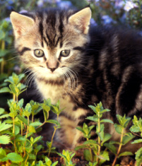 Kitten