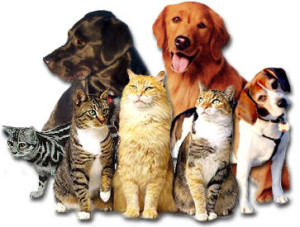 cats_n_dogs